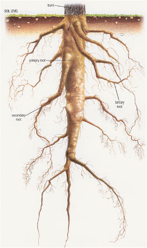 http://www.tnmanning.com/id167_m.htm Taproot system - dicotyledonous ...