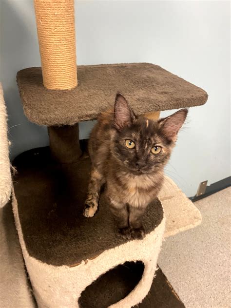 Terrace Animal Shelter | Terrace BC