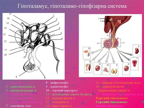 Анатомія нервової системи - презентация онлайн