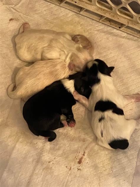 Newborn Maltipoo ready @ wks