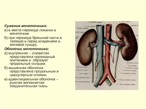 Строение, функции и топография мочевыделительной системы