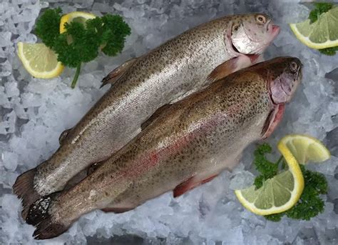 Форель радужная - купить, цена - fish-city