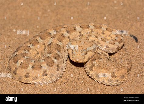 snakes   saharan desert high resolution stock photography