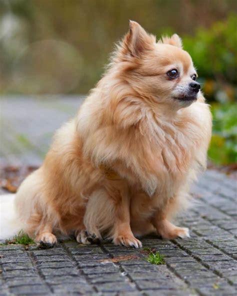 16 Best Chihuahua Haircuts With Pictures! (2024 Updated)