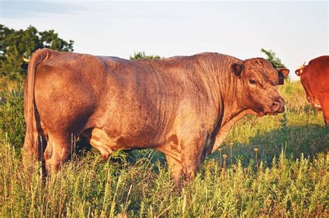big grass beef tulsa farmers market