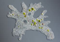 Biology A+: Nota 5: Ameoba sp.