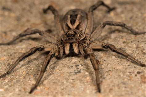 Wolf spider images - needsinriko
