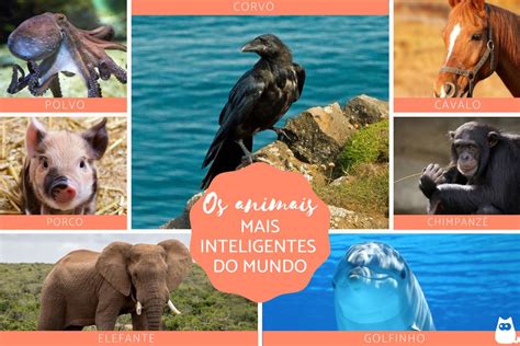 Qual É O Primeiro Animal Mais Inteligente Do Mundo - Cérebros de milhões - Os 10 animais MAIS INTELIGENTES do MUNDO