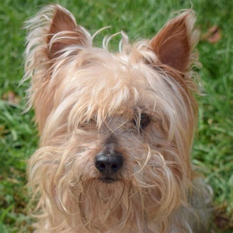 milton animal shelter milton ma 7