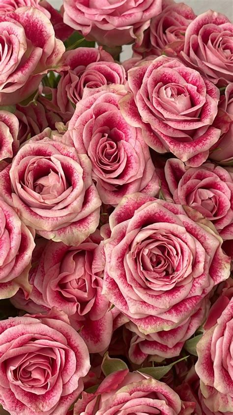 rose wallpaper💗 | Flower phone wallpaper, Rose wallpaper, Rose