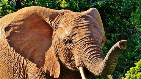 PHOTO. Rarissime mais vrai : un éléphant rose photographié dans un parc ...