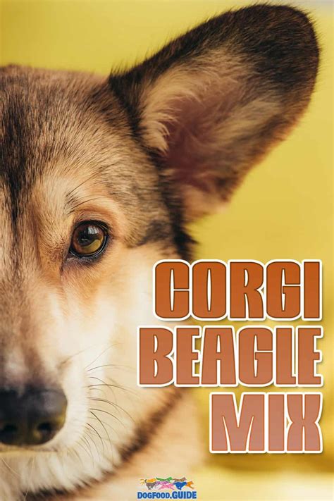 Corgi Beagle Mix: 10 Scary Health Issues Revealed