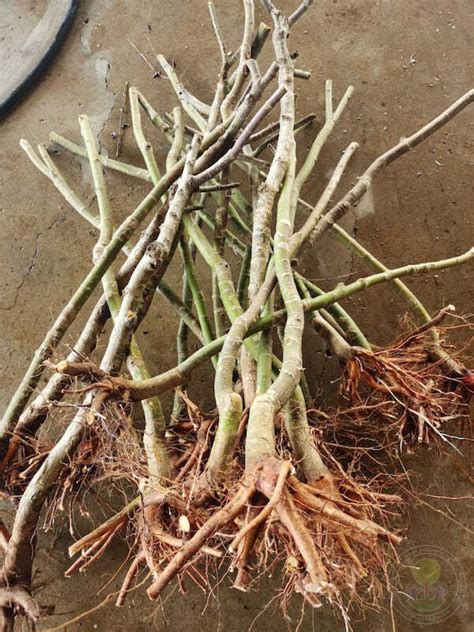 Клён веерный Гарнет (Acer palmatum Garnet) купить саженцы в Москве по ...