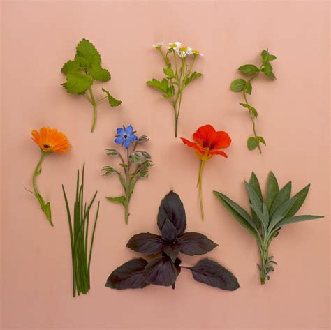 herbs herb