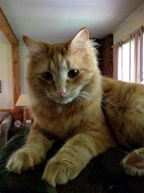 Home Sweet Home Pet Care Services, LLC