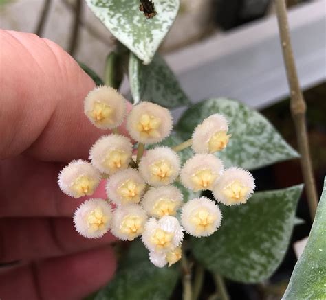 Hoya For sale Canada Hoya krohniana "eskimo"