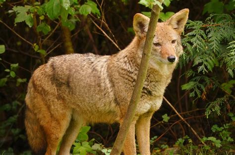 Coyote Animal Facts - Species, Behavior & Habitat.