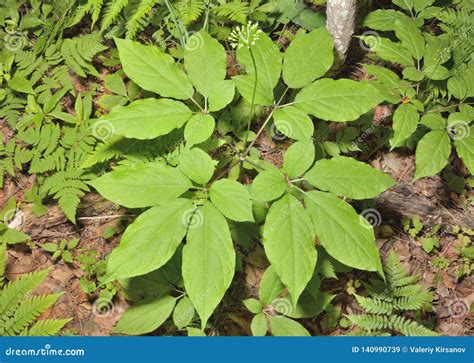Ginseng Panax ginseng 24 stock image. Image of forest - 140990739