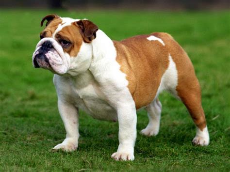 ΑΓΓΛΙΚΟ ΜΠΟΥΛΝΤΟΓΚ English Bulldog - British Bulldog | TooCute.gr