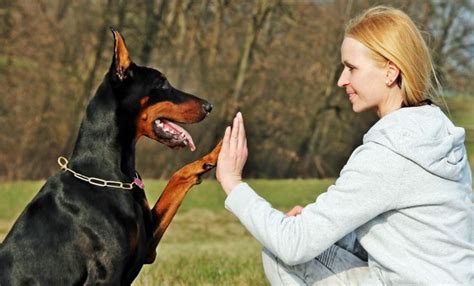 Free Images : animal, portrait, outdoors, pets, facial, doberman, guard ...
