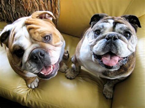 Top 10 Friendly Dogs | Puppies Are Love