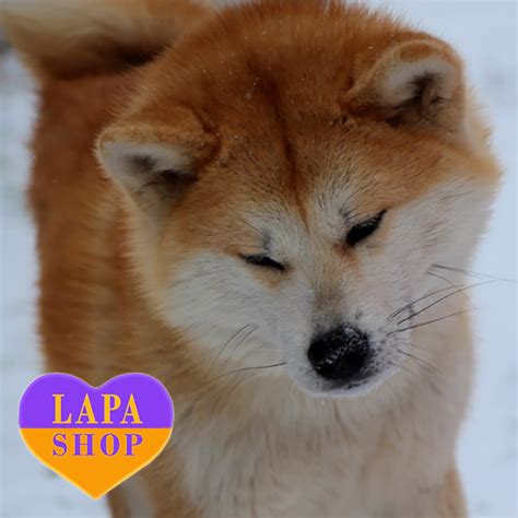 Мила дівчинка Фудзіна породи акіта-іну | Lapa.shop