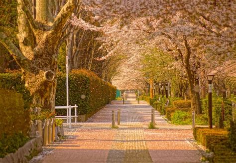 Premium Photo | Sakura image of a Japanese garden