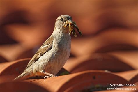 Домашно врабче (Passer domesticus) | Птици на други типове ...