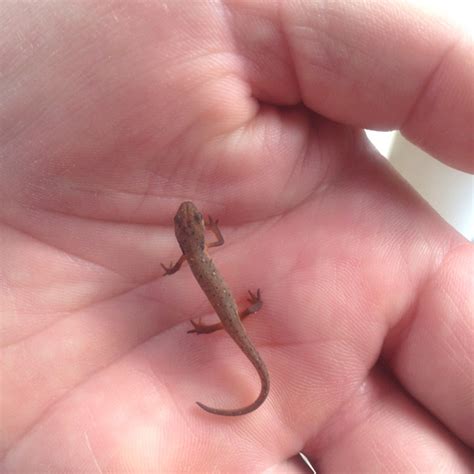 111 best Salamander, Salamanders images on Pinterest | Amphibians ...