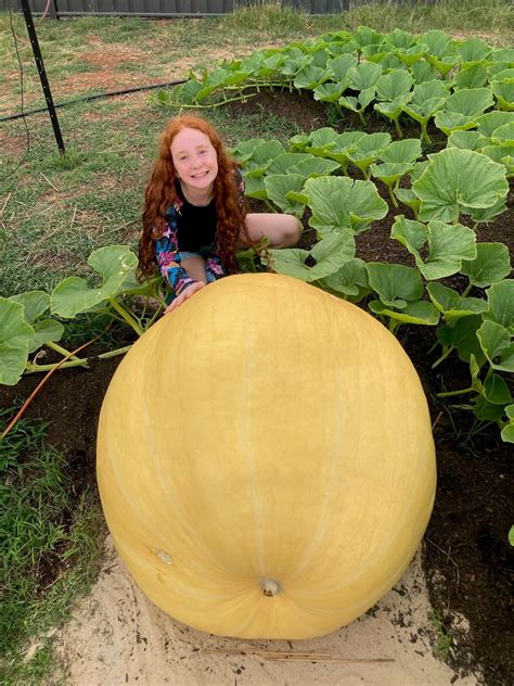 how to grow a giant pumpkin 10
