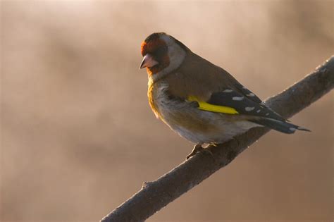 Щегол (Carduelis carduelis)