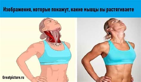 Какие мышцы вы растягиваете.Изображения, которые вам это покажут ...