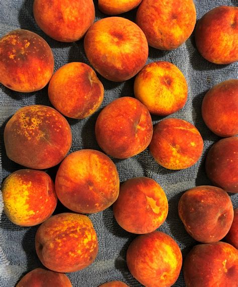 peach tree contender 9