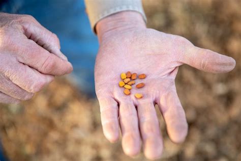 Native American businesses in Phoenix selling indigenous ingredients