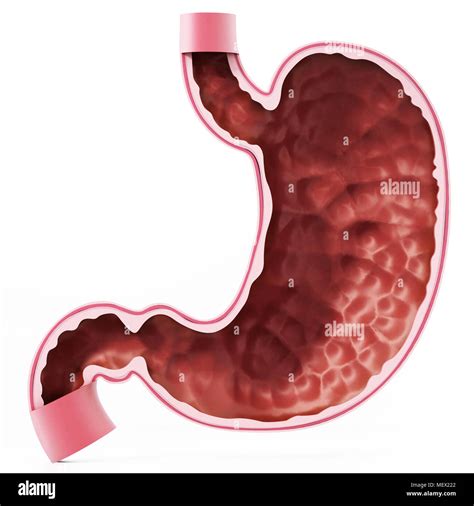 human stomach illustration high resolution stock photography