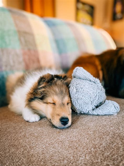 About Shelties — Rosemear Shelties