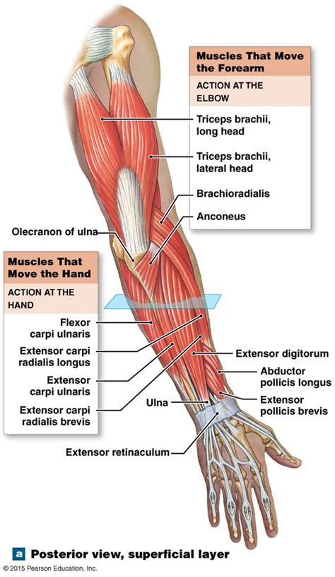 The muscles that move the forearm. | Human body anatomy, Human muscle ...
