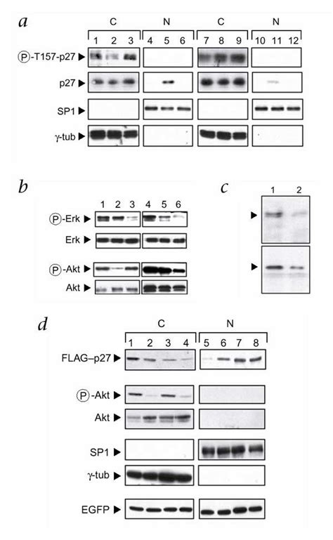 Cytoplasmic relocalization and inhibition of the cyclin-dependent ... 