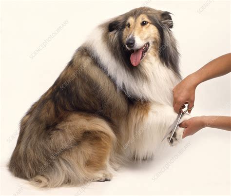 how to trim dog feet