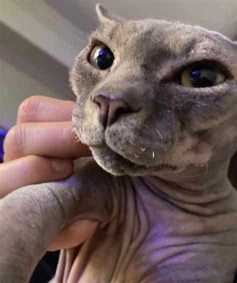 Does my cat Bingus enough? : r/bingus