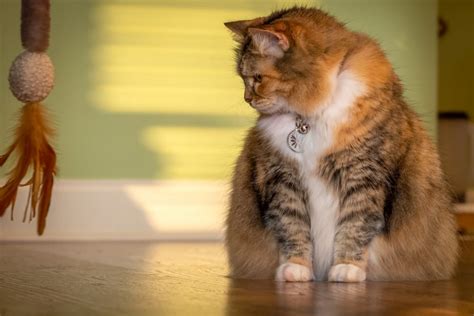 Is My Cat Overweight? 7 Ways to Tell | Great Pet Care