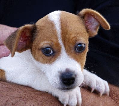 Alpine Spaniel – DogInfo411.com