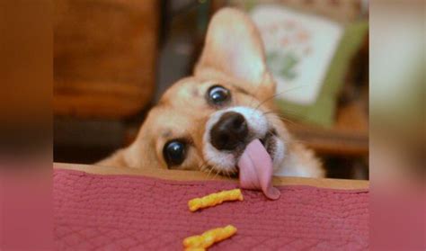 18 Photos of The Most Funny Corgi Dog Breed | Interesting facts | Zoomboola