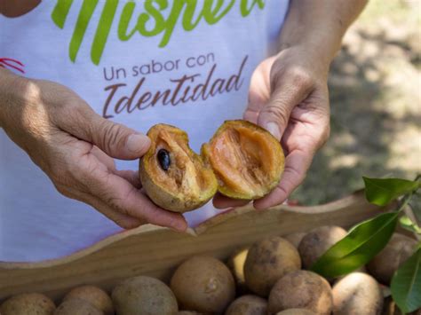 Festival del Níspero y sus Derivados en Polonuevo – Noticias y Conceptos