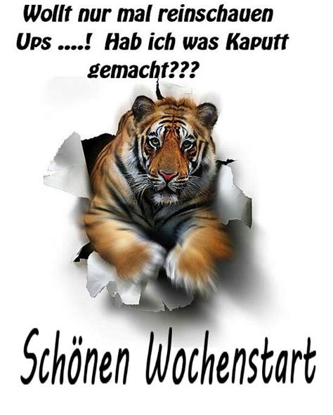 Pin by Susanne Doehmann on ♡ Guten Morgen ♡ Good Morning ♡ | Tiger ...