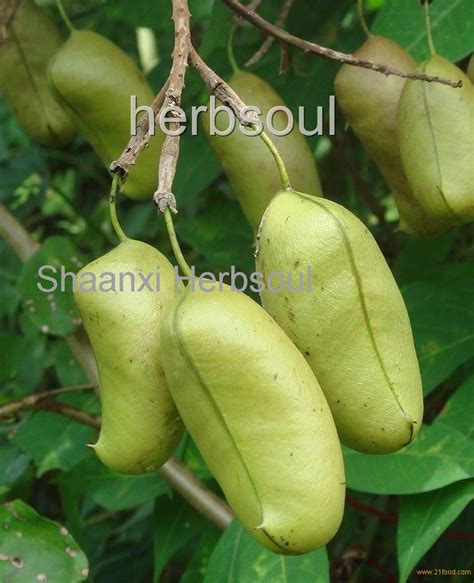 Griffonia Seed Extract,China price supplier - 21food
