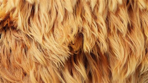 ArtStation - Fur