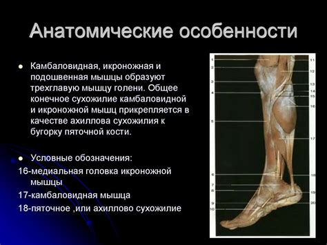 Повреждения ахиллова сухожилия - презентация онлайн