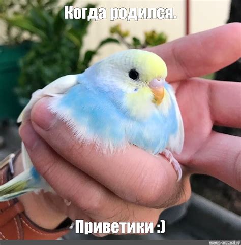 Мем: "Когда родился. Приветики :)" - Все шаблоны - Meme-arsenal.com
