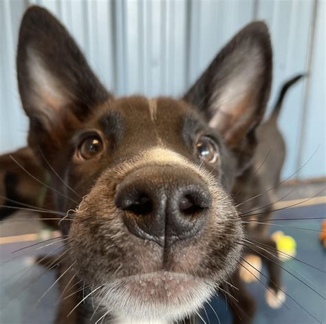 resilient hearts animal sanctuary